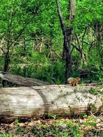 Big Creek Parkway - Parma, OH