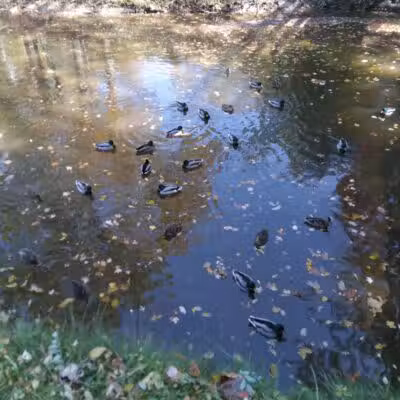 Big Creek Parkway - Parma, OH
