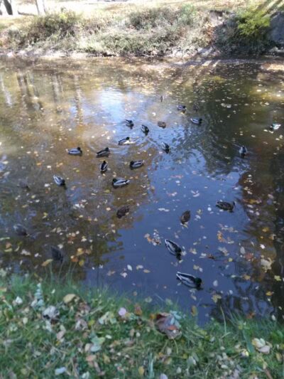 Big Creek Parkway - Parma, OH