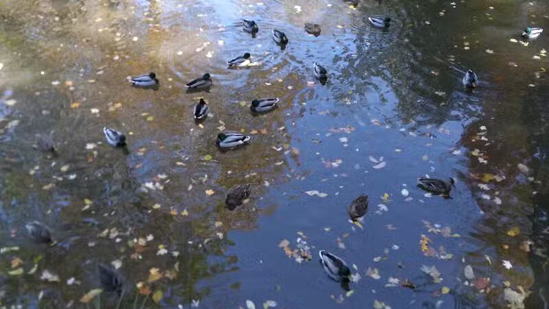 Big Creek Parkway - Parma, OH