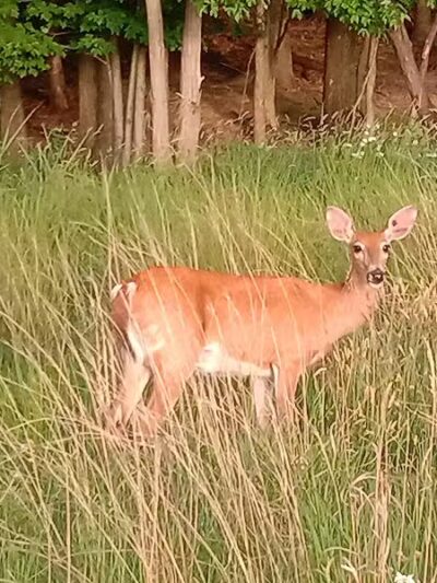 Bluebird Point - Parma, OH