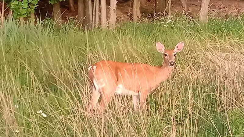 Bluebird Point - Parma, OH
