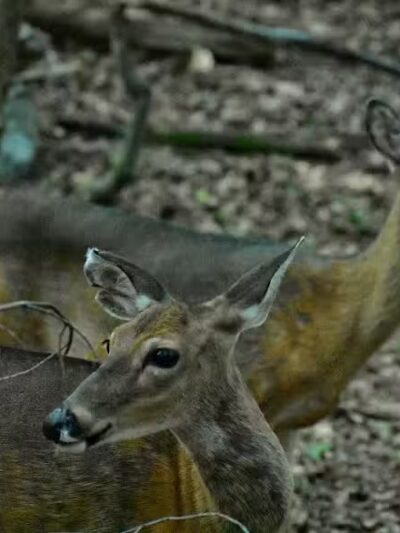 Bluebird Point - Parma, OH