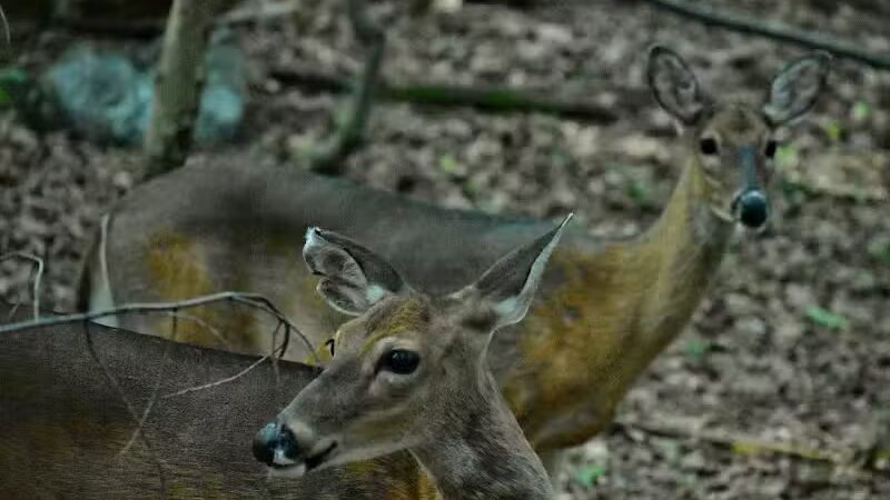 Bluebird Point - Parma, OH