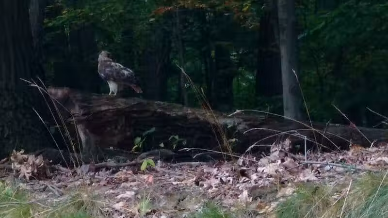 Bluebird Point - Parma, OH