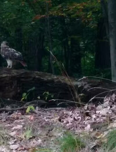 Bluebird Point - Parma, OH