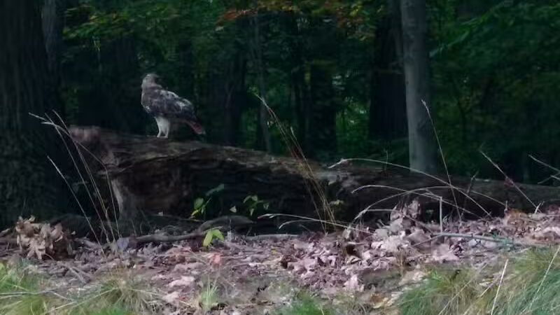 Bluebird Point - Parma, OH
