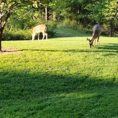 John Petruska Park - Parma, OH