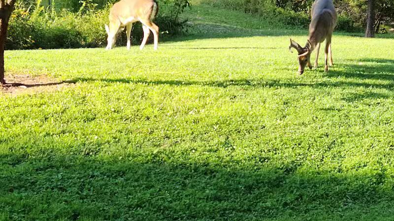 John Petruska Park - Parma, OH