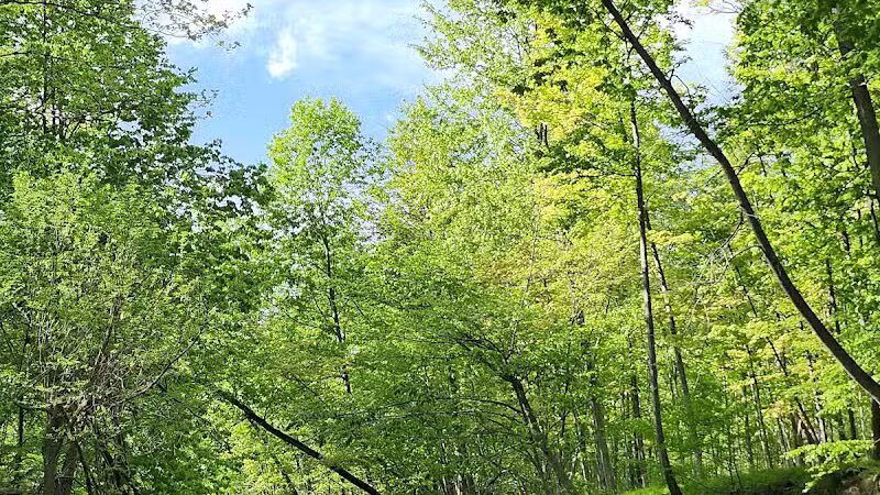 Lower Fern Hill Picnic Area - Parma, OH
