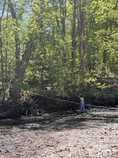 Lower Fern Hill Picnic Area - Parma, OH