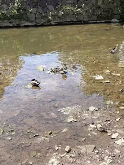 Lower Fern Hill Picnic Area - Parma, OH