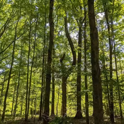 Lower Fern Hill Picnic Area - Parma, OH