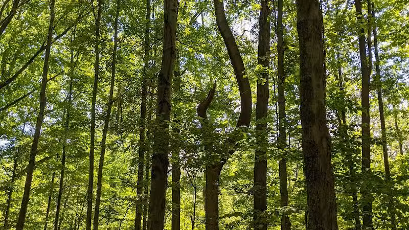 Lower Fern Hill Picnic Area - Parma, OH