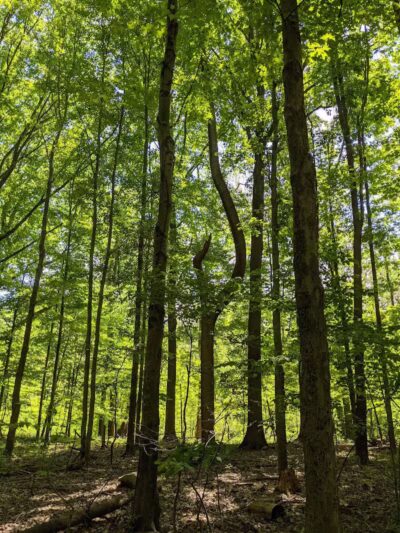Lower Fern Hill Picnic Area - Parma, OH