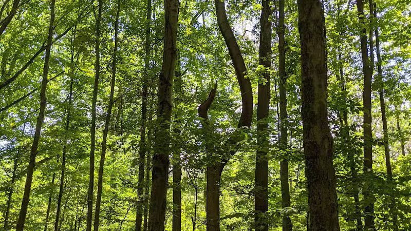 Lower Fern Hill Picnic Area - Parma, OH