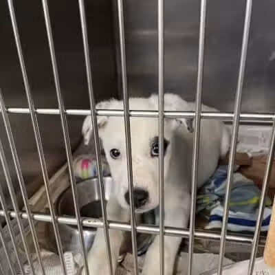 Northeast Ohio SPCA Pet Shelter - Parma, OH