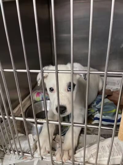 Northeast Ohio SPCA Pet Shelter - Parma, OH