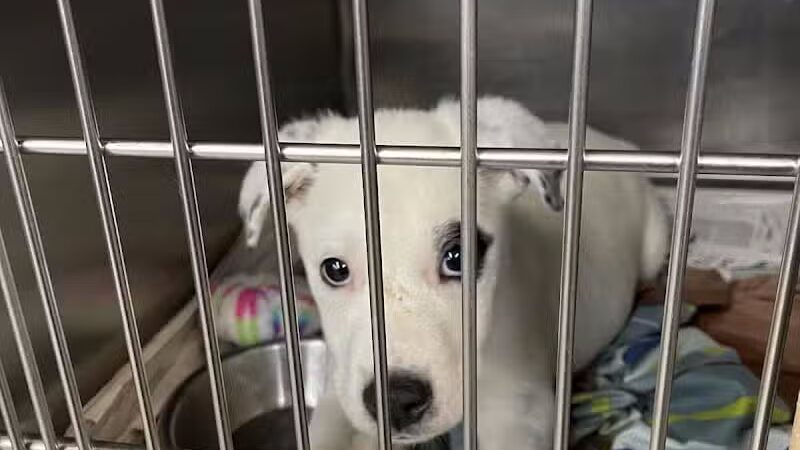 Northeast Ohio SPCA Pet Shelter - Parma, OH