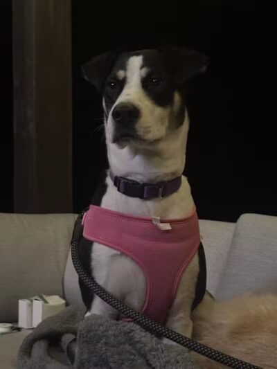 Northeast Ohio SPCA Pet Shelter - Parma, OH