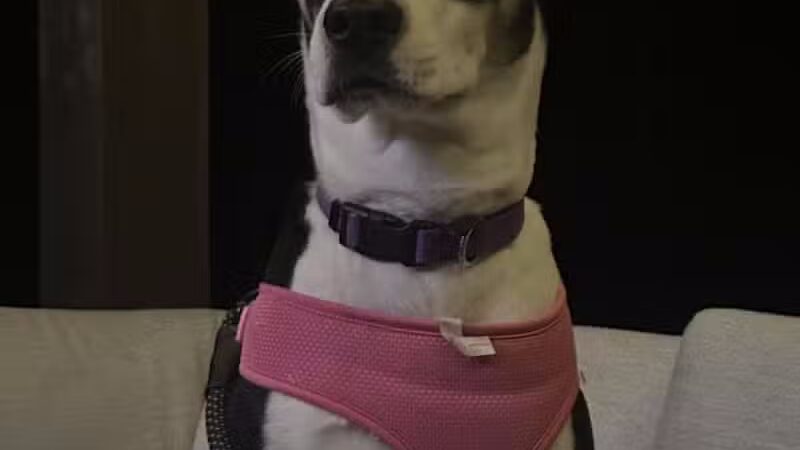 Northeast Ohio SPCA Pet Shelter - Parma, OH
