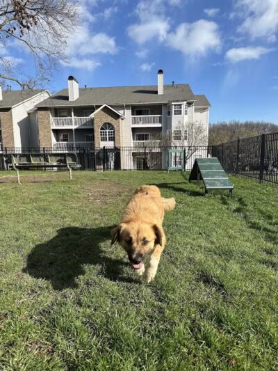 Northeast Ohio SPCA Pet Shelter - Parma, OH