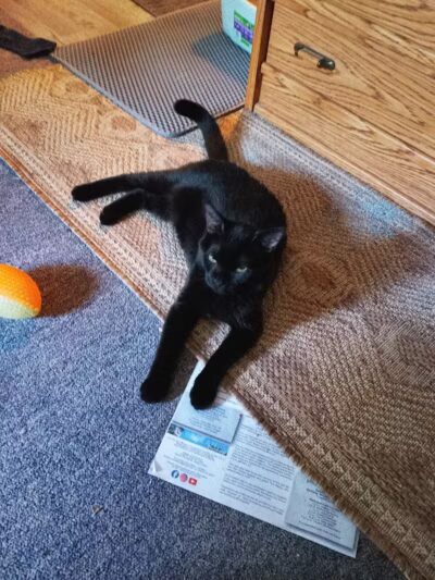 Northeast Ohio SPCA Pet Shelter - Parma, OH