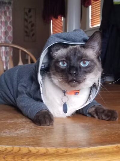 Northeast Ohio SPCA Pet Shelter - Parma, OH