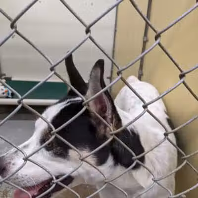 Northeast Ohio SPCA Pet Shelter - Parma, OH