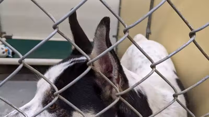 Northeast Ohio SPCA Pet Shelter - Parma, OH