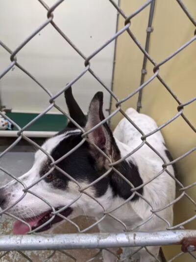 Northeast Ohio SPCA Pet Shelter - Parma, OH