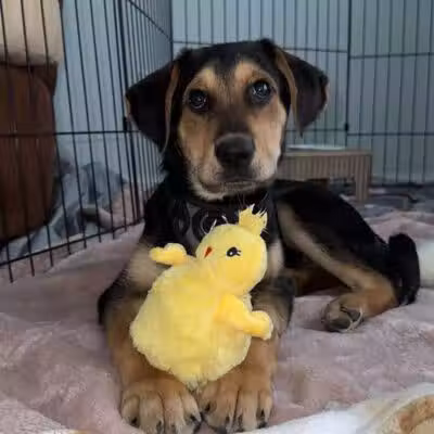 Northeast Ohio SPCA Pet Shelter - Parma, OH