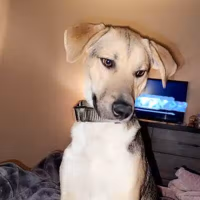 Northeast Ohio SPCA Pet Shelter - Parma, OH