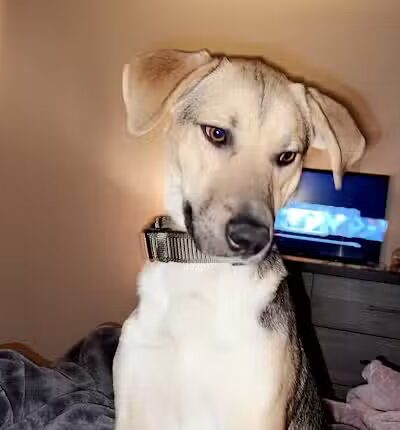 Northeast Ohio SPCA Pet Shelter - Parma, OH