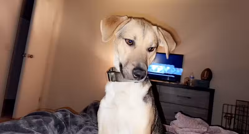 Northeast Ohio SPCA Pet Shelter - Parma, OH