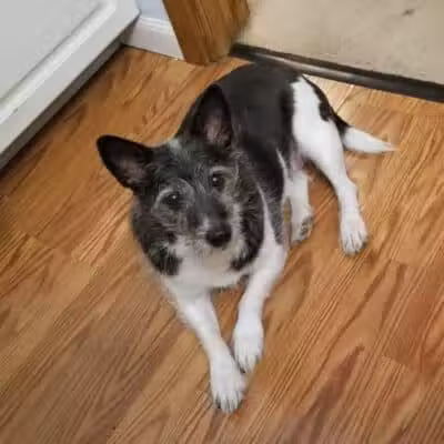 Northeast Ohio SPCA Pet Shelter - Parma, OH
