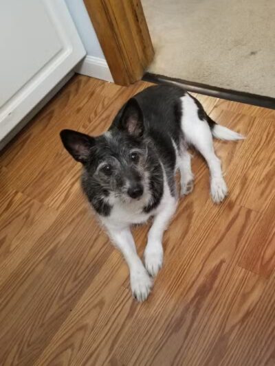 Northeast Ohio SPCA Pet Shelter - Parma, OH