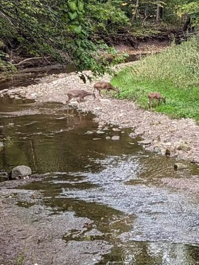 Quiet Wooded Hill - Parma, OH