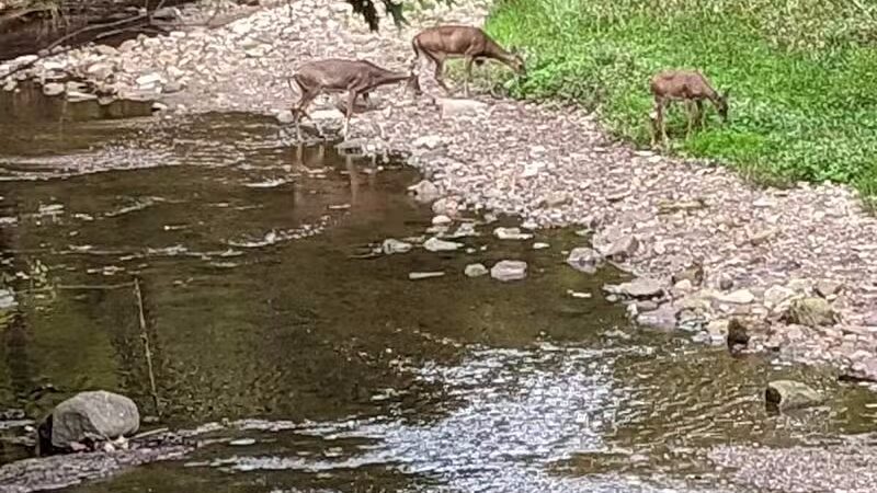 Quiet Wooded Hill - Parma, OH