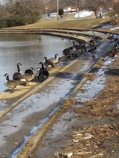 Ridgewood Lake Park - Parma, OH