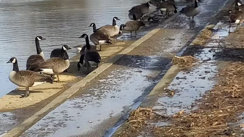 Ridgewood Lake Park - Parma, OH