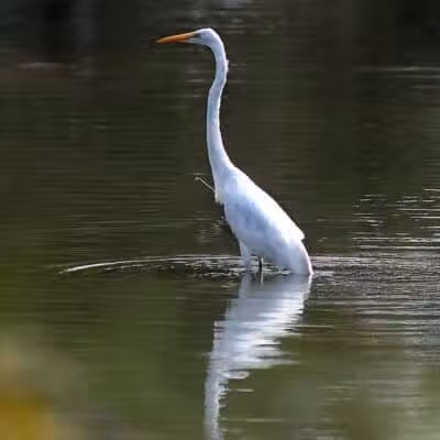 Ridgewood Lake Park - Parma, OH