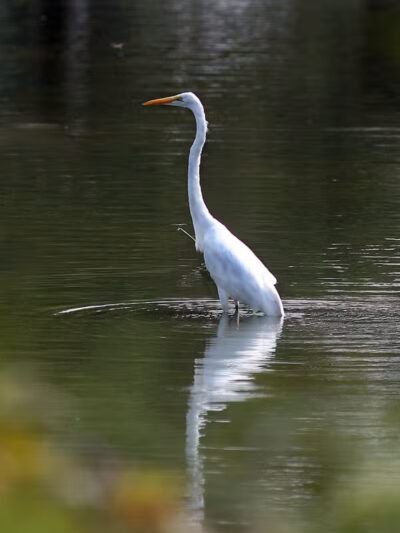 Ridgewood Lake Park - Parma, OH
