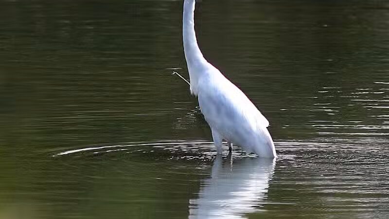 Ridgewood Lake Park - Parma, OH