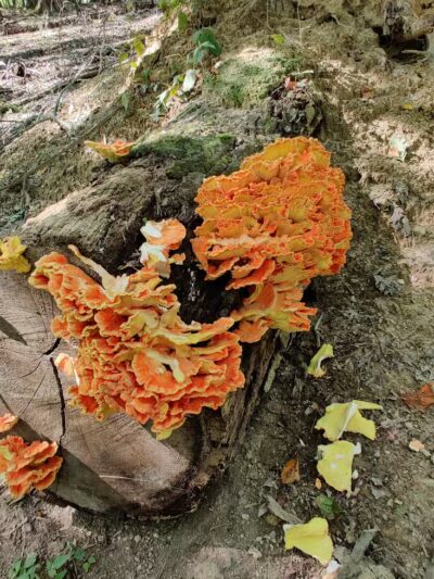 Skyline Overlook Trailhead - Parma, OH
