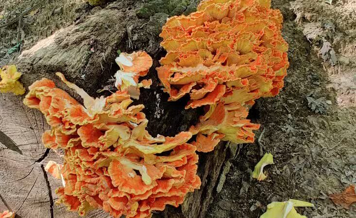 Skyline Overlook Trailhead - Parma, OH