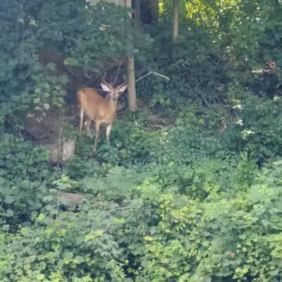 Walters Grove Park - Parma, OH