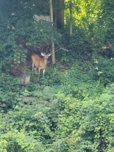 Walters Grove Park - Parma, OH