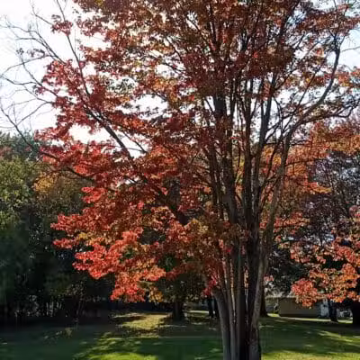 Walters Grove Park - Parma, OH