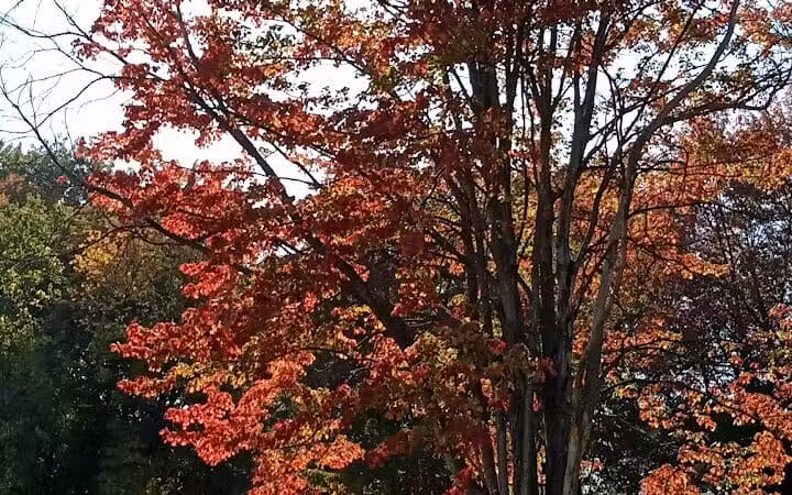 Walters Grove Park - Parma, OH